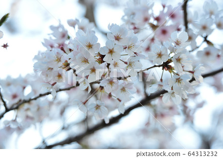 Cherry tree in full bloom Cherry tree in full bloom 64313232