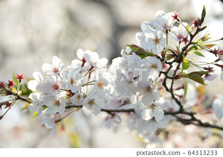 Cherry blossoms Cherry blossoms 64313233