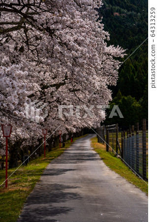 Thousand cherry trees in Ayukawa, Shiga Prefecture 64313259