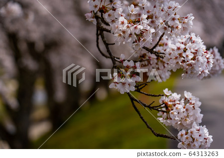 滋賀縣A川市的數千棵櫻花樹 64313263