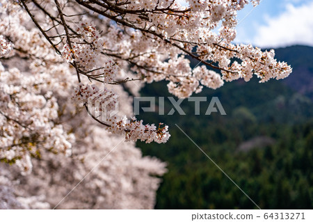 滋賀縣A川市的數千棵櫻花樹 64313271