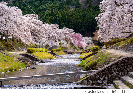 Thousand cherry trees in Ayukawa, Shiga Prefecture Thousand cherry trees in Ayukawa, Shiga Prefecture 64313304