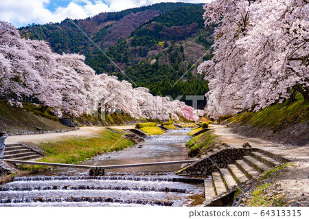 滋賀縣A川市的數千棵櫻花樹 64313315