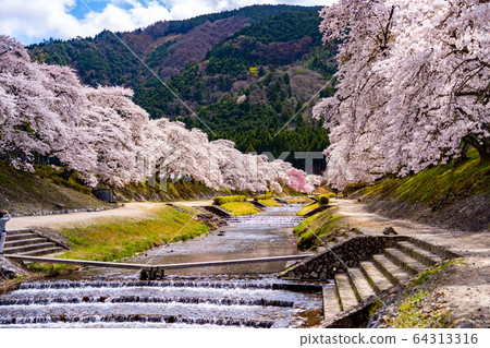 滋賀縣A川市的數千棵櫻花樹 64313316