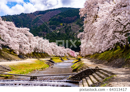 滋賀縣A川市的數千棵櫻花樹 滋賀縣A川市的數千棵櫻花樹 64313417