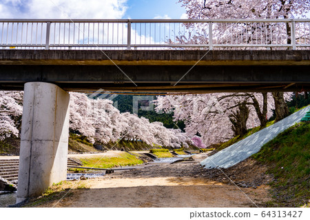 滋賀縣A川市的數千棵櫻花樹 滋賀縣A川市的數千棵櫻花樹 64313427