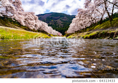 Thousand cherry trees in Ayukawa, Shiga Prefecture Thousand cherry trees in Ayukawa, Shiga Prefecture 64313433