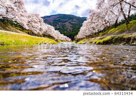 Thousand cherry trees in Ayukawa, Shiga Prefecture Thousand cherry trees in Ayukawa, Shiga Prefecture 64313434