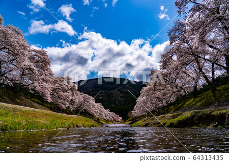 Thousand cherry trees in Ayukawa, Shiga Prefecture Thousand cherry trees in Ayukawa, Shiga Prefecture 64313435