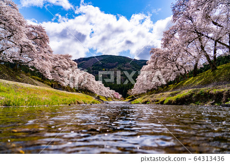 Thousand cherry trees in Ayukawa, Shiga Prefecture Thousand cherry trees in Ayukawa, Shiga Prefecture 64313436