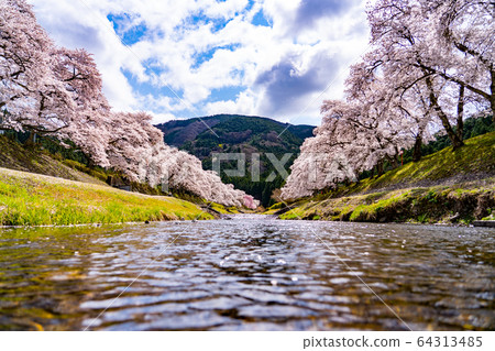 滋賀縣A川市的數千棵櫻花樹 滋賀縣A川市的數千棵櫻花樹 64313485