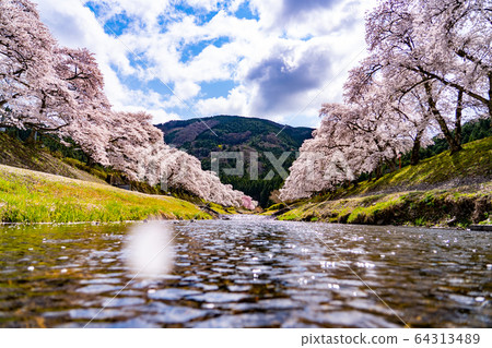 Thousand cherry trees in Ayukawa, Shiga Prefecture 64313489