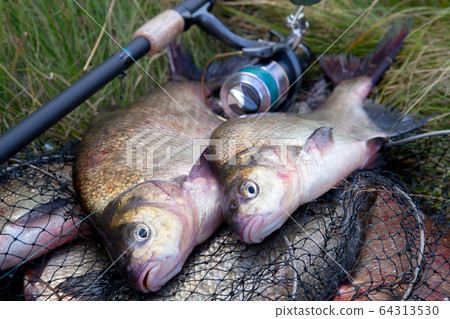 Successful fishing -  two freshwater bream fish 64313530