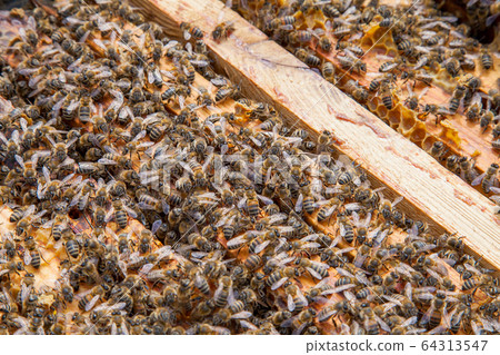 Open hive showing the bees swarming on a 64313547