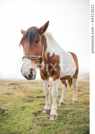 Horse Horse 64313622