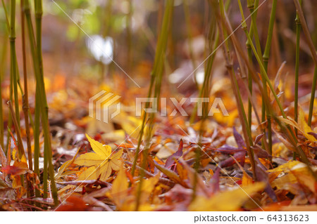 Autumn colored leaves fallen leaves 64313623