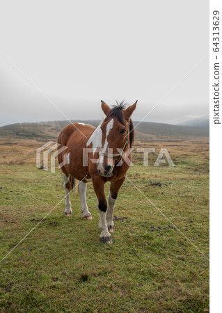 Horse Horse 64313629