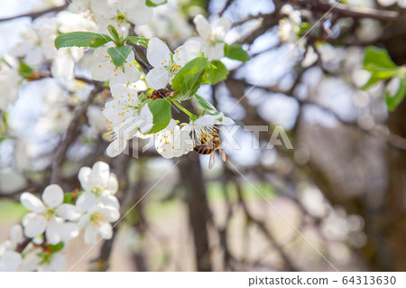 Honeybee on white flower of apple tree collecting Honeybee on white flower of apple tree collecting 64313630