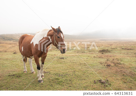Horse Horse 64313631