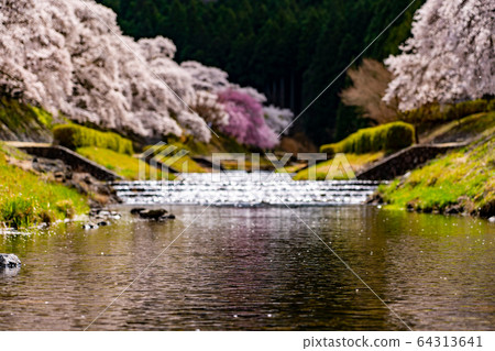 滋賀縣A川市的數千棵櫻花樹 64313641