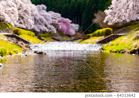 滋賀縣A川市的數千棵櫻花樹 64313642