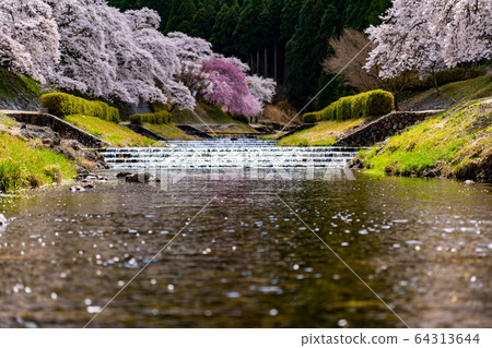 Thousand cherry trees in Ayukawa, Shiga Prefecture 64313644