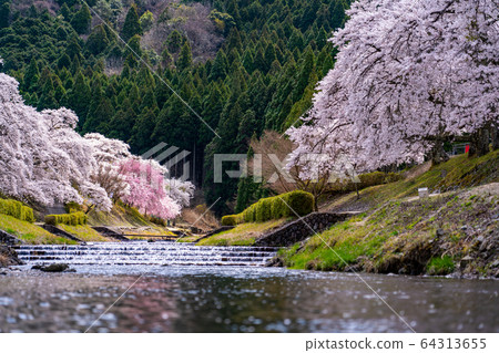 Thousand cherry trees in Ayukawa, Shiga Prefecture Thousand cherry trees in Ayukawa, Shiga Prefecture 64313655