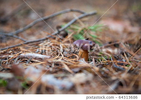 Imleria badia or Boletus badius commonly known as Imleria badia or Boletus badius commonly known as 64313686