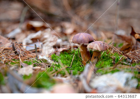 Double mushroom imleria badia commonly known as 64313687