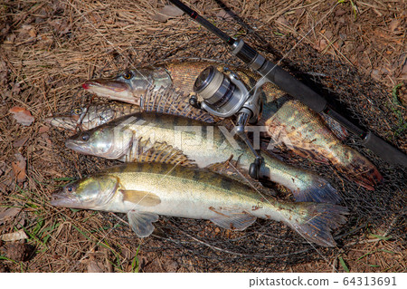 Freshwater zander and pike fish. Two freshwater 64313691