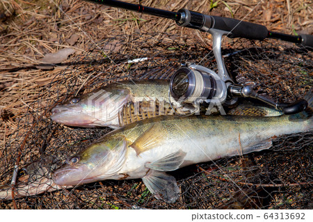 Two freshwater zander fish. Freshwater zander fish 64313692