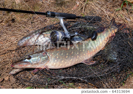Freshwater pike fish. Freshwater pike fish lies on 64313694