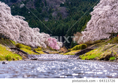 Thousand cherry trees in Ayukawa, Shiga Prefecture 64313726
