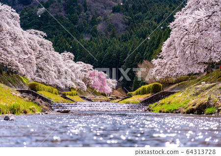 Thousand cherry trees in Ayukawa, Shiga Prefecture 64313728