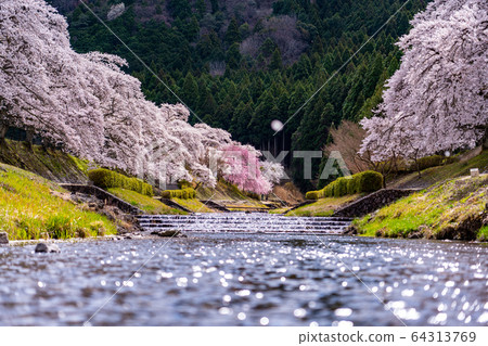 Thousand cherry trees in Ayukawa, Shiga Prefecture 64313769