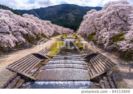 Thousand cherry trees in Ayukawa, Shiga Prefecture Thousand cherry trees in Ayukawa, Shiga Prefecture 64313809