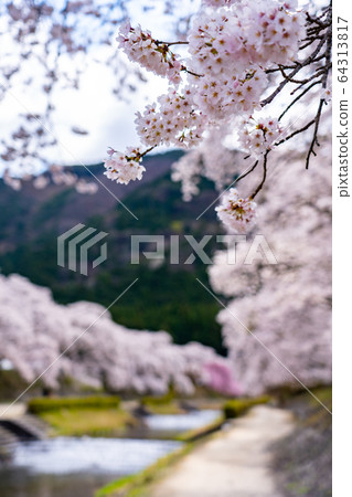 Thousand cherry trees in Ayukawa, Shiga Prefecture 64313817