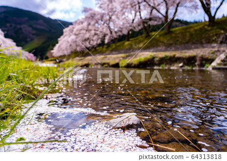 Thousand cherry trees in Ayukawa, Shiga Prefecture 64313818