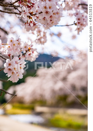 Thousand cherry trees in Ayukawa, Shiga Prefecture 64313819