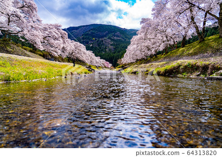 Thousand cherry trees in Ayukawa, Shiga Prefecture 64313820