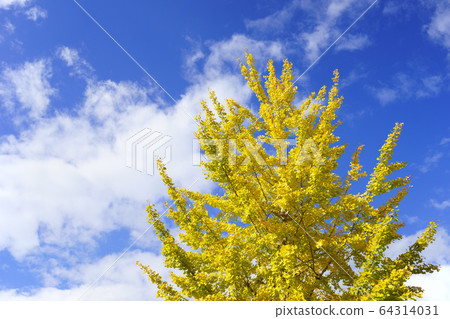 Autumn ginkgo 1 64314031