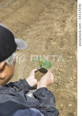 男手拿著蔬菜幼苗 64314340