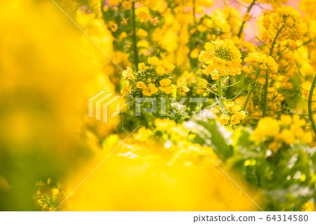 Rape field, spring image Rape field, spring image 64314580