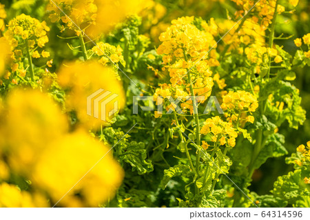 Rape field, spring image Rape field, spring image 64314596