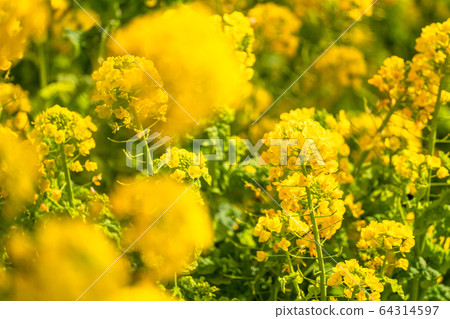 Rape field, spring image Rape field, spring image 64314597