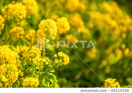 Rape field, spring image Rape field, spring image 64314598