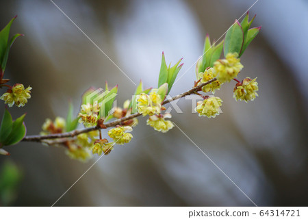 Abrachan Flowers Abrachan Flowers 64314721