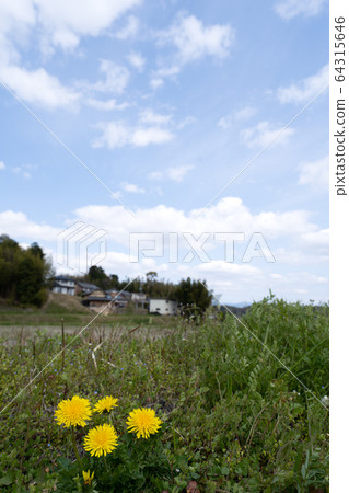 Field of spring and dandelion Field of spring and dandelion 64315646