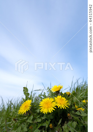 Close up of dandelion and blue sky copy space Close up of dandelion and blue sky copy space 64315942