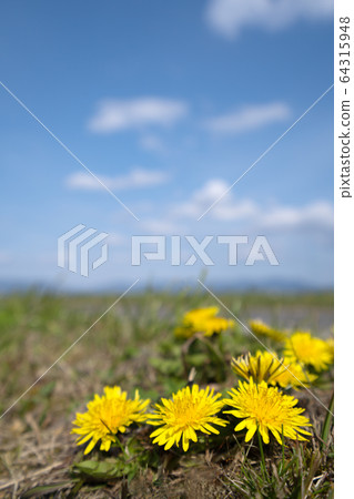 蒲公英和藍藍的天空副本空間的特寫 64315948